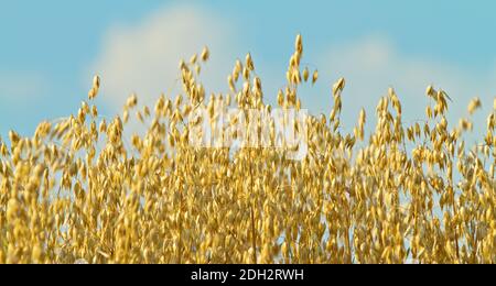 Hafer (Avena sativa) aus der Nähe vor einem blauen Himmel Stockfoto