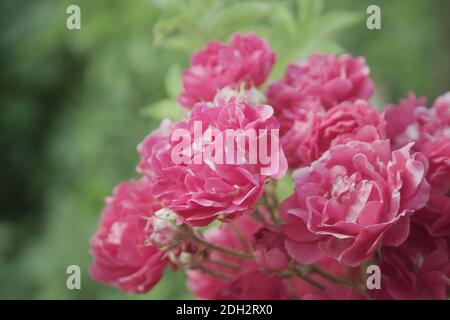 Nahaufnahme von rosa Rosen Stockfoto