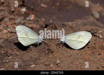 Holz Weißer Schmetterling (Leptidea sinapis) zwei Erwachsene mit geschlossenen Flügeln trinken aus nassem Boden Tien Shan Berge, Kasachstan Juni Stockfoto