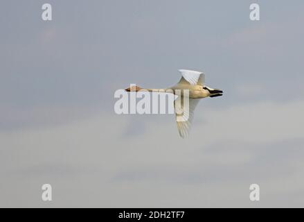 Singschwan (Cygnus cygnus) Erwachsener ruft im Flug Akmola Provinz, Kasachstan Juni Stockfoto