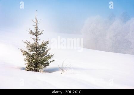 Fichte im Nebel auf einem schneebedeckten Hügel. Märchenhafte Winterbergkulisse. Frostiges Wetter an einem sonnigen Morgen Stockfoto