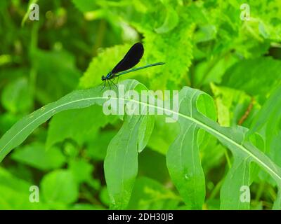 Ebony Jewelwing Dragonfly sitzt auf hellem Green Leaf mit irisierenden Grüner und blauer Körper und schwarze Flügel umgeben von Grün Laub auf einem hellen Sommer Stockfoto