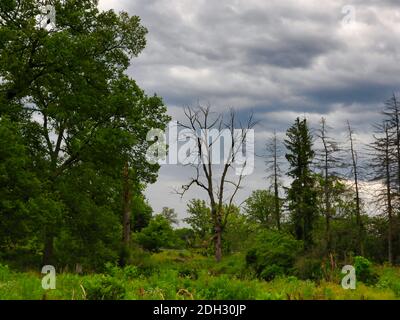 Drei Rotschwanz-Hawks Greifvögel thronten in Dead Tree ganz links, einer am oberen Zweig, einer unter und einer am unteren Zweig mit Stockfoto