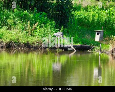 Great Blue Heron Streckt Langen Hals Jagd Fisch Im Stehen Auf Dead Tree Ast im Teich mit grünem Laub und Gras im Hintergrund Stockfoto