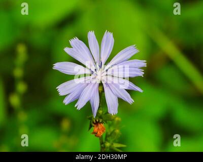 In Blüte Zichorie (Cichorium intybus) Blau Gänseblümchen Blau Löwenzahn Wildblume mit Oval geformt Blau zu Helle violette Blütenblätter auf einem klaren Sommersonne Stockfoto