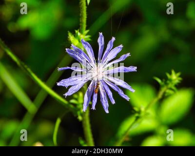 Zichorie (Cichorium intybus) Blaue Gänseblümchen Blaue Löwenzahn Wildblume geschrumpft mit kleinen Biene Auf Blütenblatt und Spinnennetz Seide auf Top Blütenblatt in Spät Stockfoto