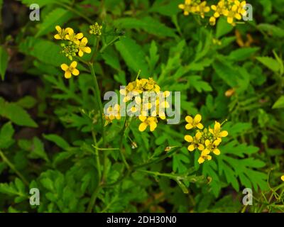 Gelbe Alyssum Blumen Nahaufnahme Makro mit üppigen grünen Blättern in Hintergrund Stockfoto