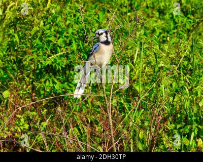 Bluejay Vogel thront auf kleinen Baum Zweig Blick seitwärts in der Profilansicht mit grünen Blättern im Hintergrund zeigt aus lebendige Blau, Schwarz und Weiß F Stockfoto