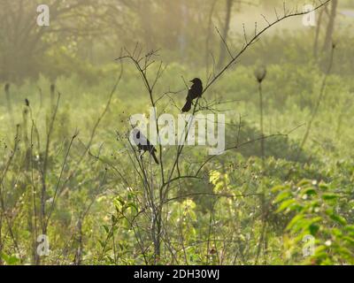 Zwei Rotflügelige Amseln am Morgen Nebel auf Zweig Stängel thront Auf Prairie Meadow at Dawn Sunrise Misty Stockfoto