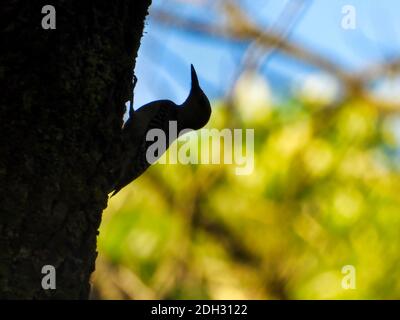 Silhouette eines Red-bellied Specht Vogel Klettern Seite von Silhouette Von einem Baumstamm mit grünen und gelben Blätter verschwommen Im Hintergrund Stockfoto