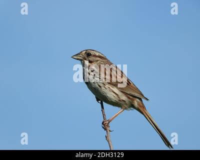 Song Sparrow Vogel thront auf Top Tree Branch mit Bright Blau Open wolkenloser Himmel im Hintergrund Blick seitwärts in Profil mit einem Stück Lebensmittel Stockfoto