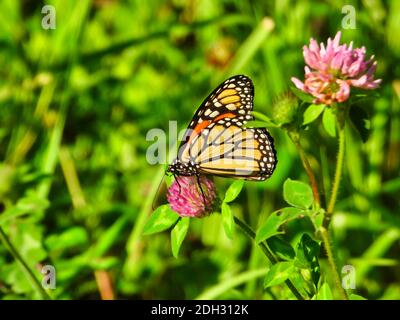 Monarch Butterfly sitzt und isst eine heiße rosa Blume Blüte Zeigt die Unterseite des Flügels aus leuchtendem Gelb mit Schwarz Umrisse und weiße Flecken mit grünem F Stockfoto