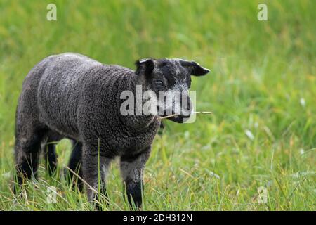 Ein junges weißes Schaf auf der Insel Texel Stockfoto