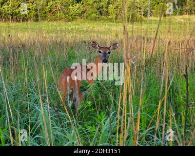 Der Weißschwanz-Hirsch gibt einen Blick nach hinten, während er in der Höhe steht Grass Prairie mit beiden Ohren nach oben und außen und Grün Und braunes Gras in der Umgebung Stockfoto