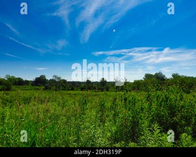 Wiese auf einem schönen Sommertag mit grünen Pflanzen und Bäume unter einem hellen blauen Himmel mit Wolken Stockfoto