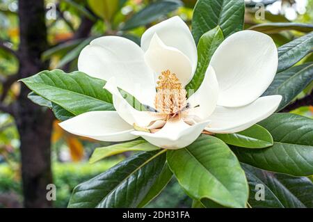 Magnolie blüht auf einem Ast, Magnolie-Baumblüte Stockfoto