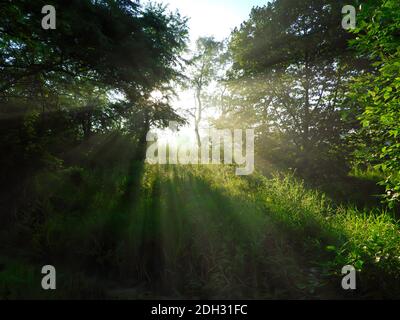 Sonnenaufgang im Wald mit Sonne scheint durch die Bäume in Clearing mit Sonnenstrahlen kommen durch und Beleuchtung bis Grüne Bäume, Pflanzen und Gras auf einem Stockfoto