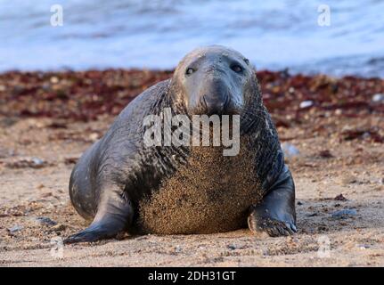 Atlantics Seal zog am Strand in der Sonne. Stockfoto