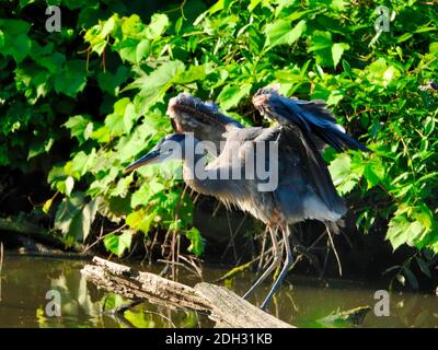 Blue Heron Bird streckt Flügel beim Balancing auf tot gehockt Baumzweig im Teich mit grüner Laub Umgebung Stockfoto