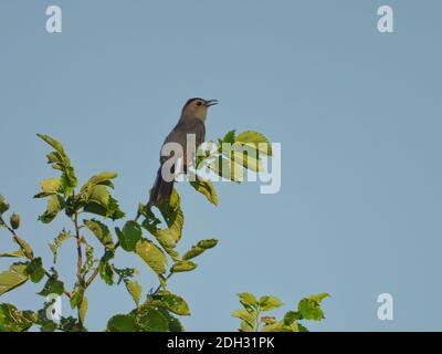 Grauer Catbird Vogel thront auf Ulme Baum singen mit Schnabel Öffnen Sie sich und schauen Sie auf den hellen blauen Himmel hinein Der Hintergrund Stockfoto