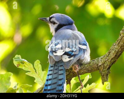 Brilliant Bluejay Vogel thront auf n Eiche Baum Zweig mit Kopf gedreht mit hellblauen Federn und verschwommenem grünen Wald Laub im Hintergrund Stockfoto