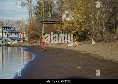 Ein Mann geht mit seinen Hunden an der Flussfront Portland, Oregon Stockfoto