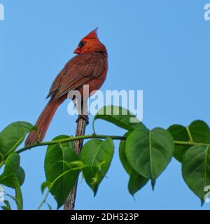 Männlich Red Northern Cardinal thront auf Baum Stem Blick hinter Er mit hellem blauen Himmel im Hintergrund und grünen Blättern Im Vordergrund Stockfoto