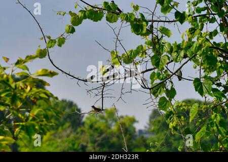 Scheune Schwalben Vögel versammelt auf einem Baum Zweig mit Grüne Blätter und blauer Himmel im Hintergrund Stockfoto