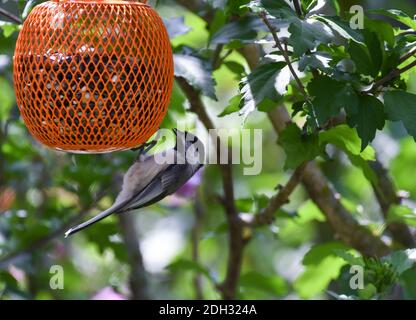 Schwarz-gedeckter Kickadee-Vogel, der kopfüber auf dem Vogelfutterhaus aufgehängt wird Stockfoto