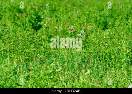 Der einone amerikanische Goldfink-Vogel hängt auf dem Stamm der grünen Pflanze In der Prärie zeigt seine gelben und schwarzen Federn An einem schönen Sommertag Stockfoto
