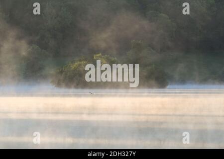 Nebel steigt aus See Wasser mit Insel und Wald von Bäume im Hintergrund und Sole Bird Fliegen über dem Wasser Stockfoto