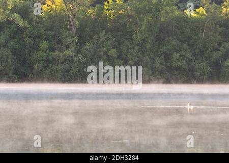 See mit Nebel am heißen Sommermorgen bei Sonnenaufgang mit Ente Schwimmen in Sonnenschein und grünen Wald im Hintergrund Stockfoto