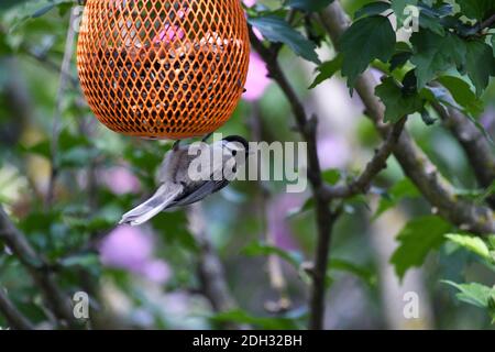 Black-capped Chickadee Bird Hanging on Bird Feeder Upside Down Looking Zur Seite Stockfoto