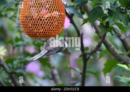 Black-capped Chickadee Bird Hanging on Bird Feeder Upside Down Looking Nach Oben Stockfoto