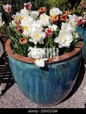 Frühlingshintergrund mit weißen Tulpen in einem Keramiktopf. Stockfoto