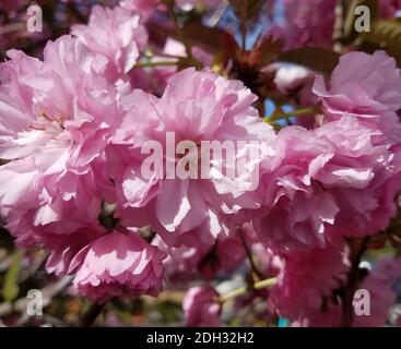 Nahaufnahme von blühenden rosa Blumen Clustern für Frühling Hintergründe. Stockfoto