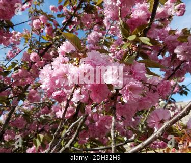 Nahaufnahme eines Baumes mit blühenden rosa Blüten für Frühlingshintergründe. Stockfoto