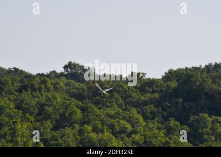 Caspian Tern Vogel im Flug direkt unter Green Forest in Hintergrund und blauer Himmel Stockfoto