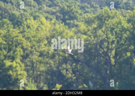 Kaspische Ternenvogel im Flug mit Flügeln nach oben Mit verschwommenem grünen Wald im Hintergrund und Sonnenschein Stockfoto