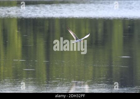 Kaspian Ternvogel Fliegen über See Wasser mit Reflexion in Wasser und Fisch im Mund mit Flügeln an V-förmigen Flügel Spanne Stockfoto