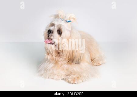 Schöne Shih tzu zeigen Klasse Hund White Portrait im Studio Auf weißem Hintergrund Stockfoto