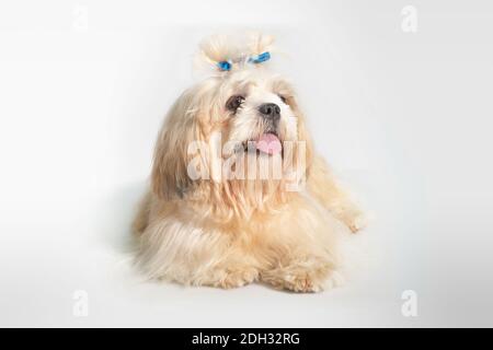 Schöne Shih tzu zeigen Klasse Hund White Portrait im Studio Auf weißem Hintergrund Stockfoto