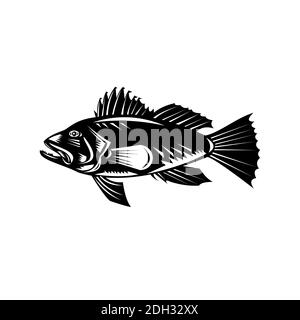 Black Sea Bass oder Asian Sea Bass Side View Retro Holzschnitt Schwarz und Weiß Stockfoto