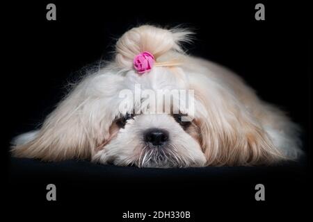 Schöne Shih tzu zeigen Klasse Hund White Portrait im Studio Auf schwarzem Hintergrund Stockfoto