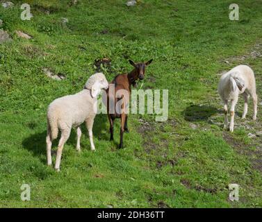 Ein paar Schafe und Ziegen grasen auf einer Bergwiese In Tirol Österreichische Alpen Stockfoto