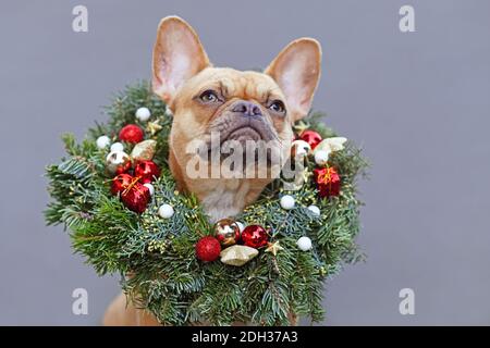 Französisch Bulldogge Hund trägt festliche Weihnachtskranz mit Stern und Ball Baum Kugeln um den Hals auf grauem Hintergrund Stockfoto