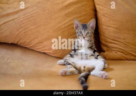 Eine Nahaufnahme einer entzückenden kleinen Hauskatze, die wie ein Mensch auf einer Couch sitzt Stockfoto