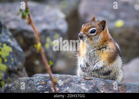 Ein wenig Chipmunk im Yellowstone National Park, Wyoming Stockfoto