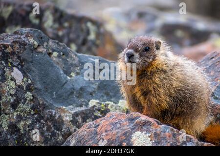 Ein Gelbbauchmarmot im Yellowstone National Park, Wyoming Stockfoto