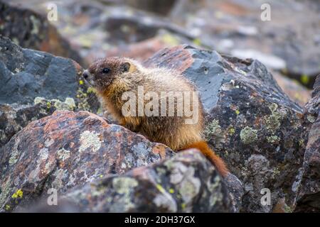 Ein Gelbbauchmarmot im Yellowstone National Park, Wyoming Stockfoto